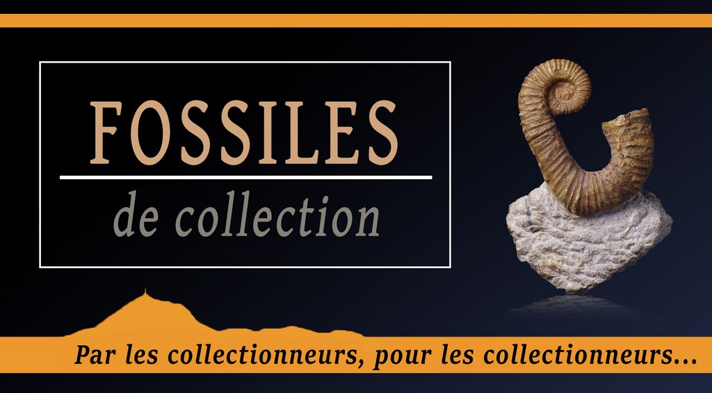 Fossiles de collection