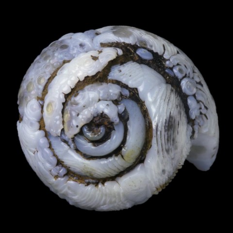 Helix ramondi en lussatite de Dallet, Puy-de-Dôme, France