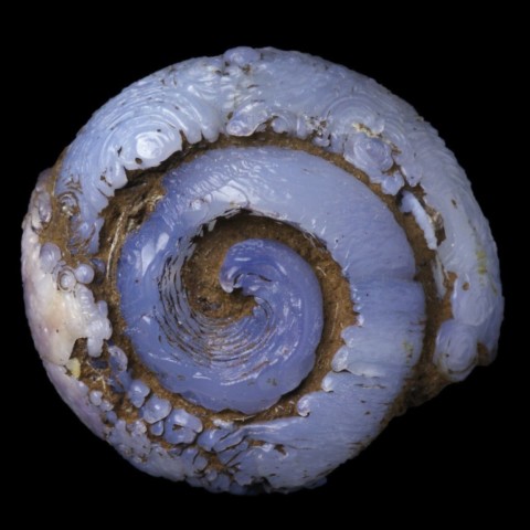 Helix ramondi en lussatite de Dallet, Puy-de-Dôme, France