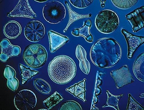 Diatomée -© Larousse