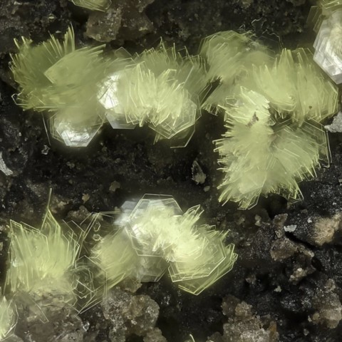 Schröckingerite de Blue Streak Mine, Colorado, USA © Storm Sears