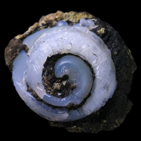 Helix ramondi en lussatite de Dallet, Puy-de-Dôme, France