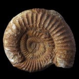 Ammonite de France