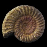 Ammonite de France