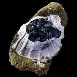 Bivalve fossile rempli de cristaux de vivianite de Kerch, Péninsule de Crimée, Ukraine