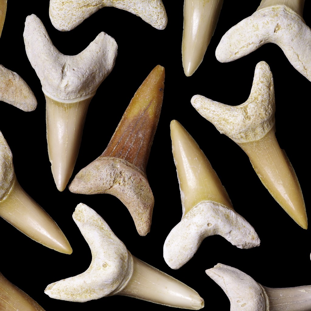 Large Macrorhizodus tooth (ref : PV-D10-07)