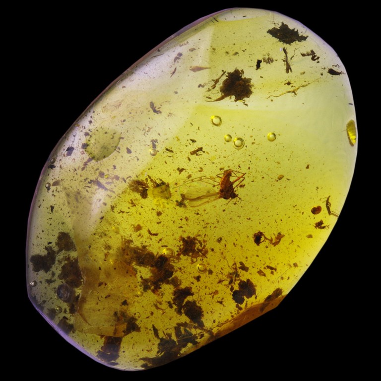 Amber with Insects (ref: A01-59)