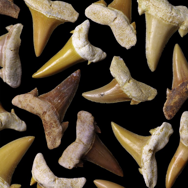 Medium Carcharias Koerti tooth (ref : PV-D10-03)