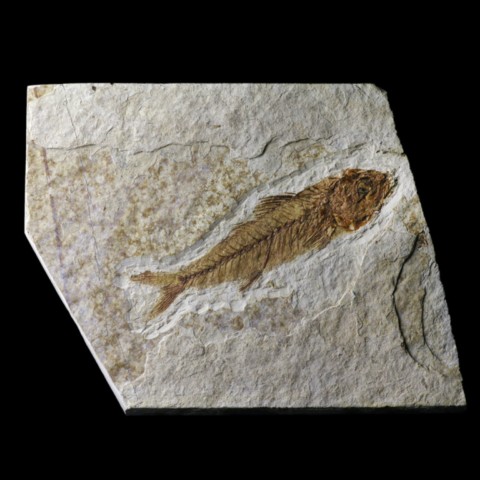 Poisson fossile (dapalis macrurus) de France