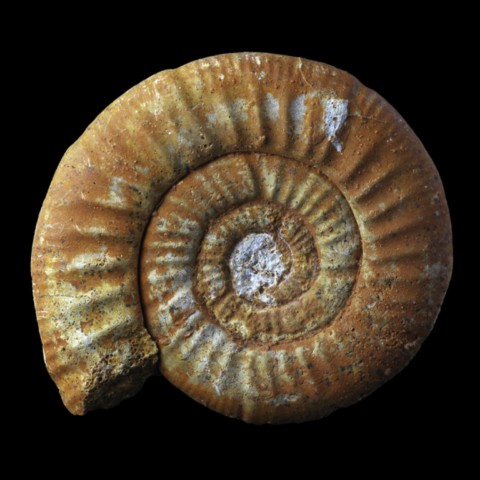 Ammonite de France (flabellia villanyensis)