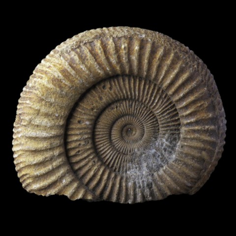 Ammonite de France (parkinsonia)