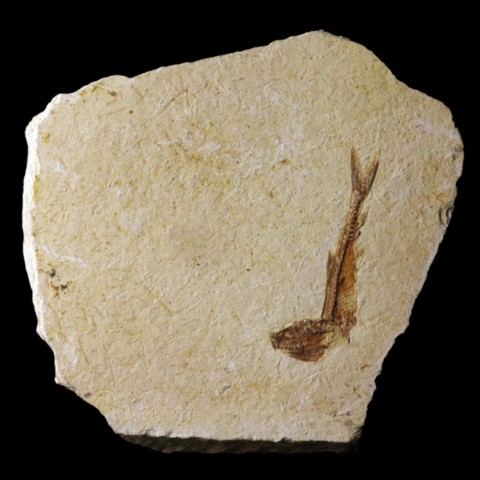 Poisson fossile (dapalis macrurus) de France