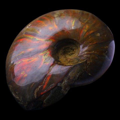 Ammonite iridescente de Madagascar