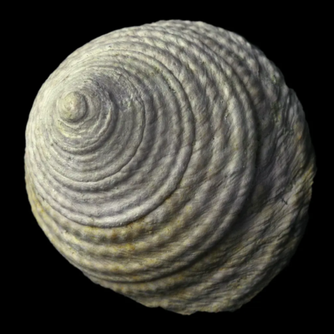 Calliostoma Moniliferum fossiles du Guépelle, Val-d'Oise, France