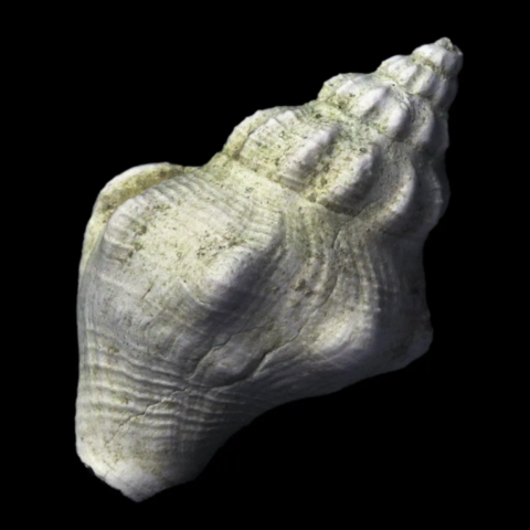 Tritonidea Polygona fossile de France