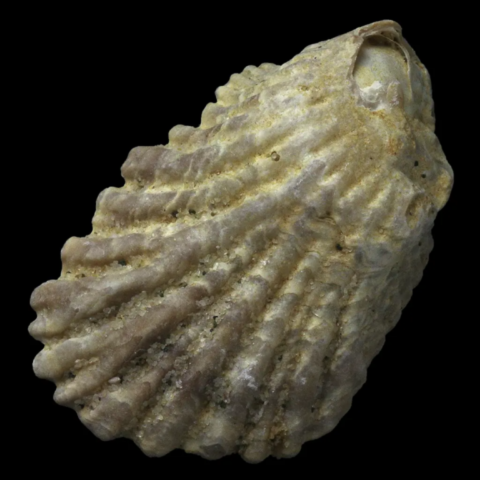 Ostrea multicostata fossile de France