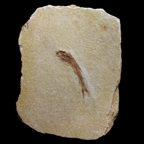 Poisson fossile (dapalis macrurus) de France