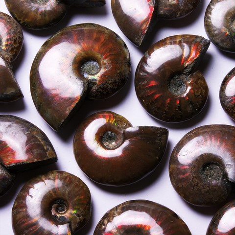 Ammonite polie Chakra racine - MULADHARA - Chakra couronne - SAHASRARA - Accouchement, tension, ouïe, poumons, digestion, énergie, chance