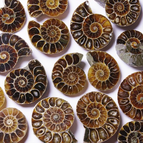 Paire d'ammonite polie Chakra racine - MULADHARA - Chakra couronne - SAHASRARA - Accouchement, tension, ouïe, poumons, digestion, énergie, chance