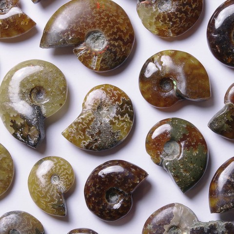 Ammonite Chakra racine - MULADHARA - Chakra couronne - SAHASRARA - Accouchement, tension, ouïe, poumons, digestion, énergie, chance