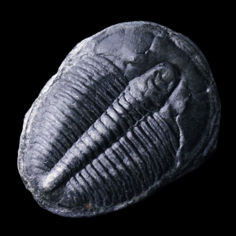 Trilobite elrathia kingi des USA