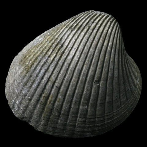 Bivalve fossile de France