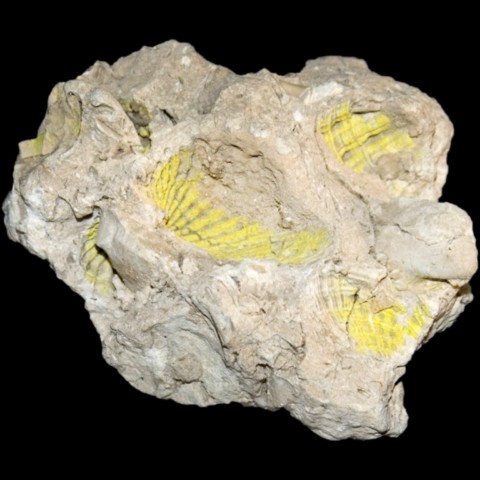 Curiénite sur bivalves fossiles de Akashat Mine, Iraq © Jolyon Ralph