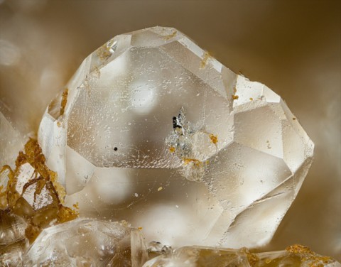 Eucryptite maclée de Foote, Caroline du Nord, USA © Jason B. Smith