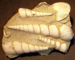 Assemblage de 5 vrais trilobites