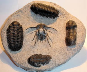 Assemblage de 5 vrais trilobites