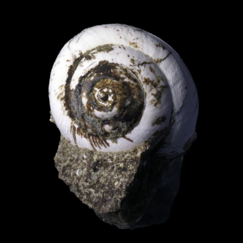 Helix ramondi fossile de la Mine des Rois de Dallet, Puy-de-Dôme, France