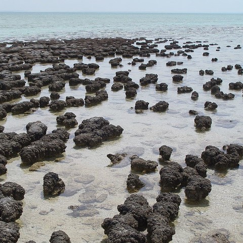 Stromatolite d'Australie