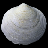 Bivalve fossile de France