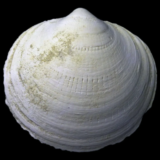 Bivalve fossile de France