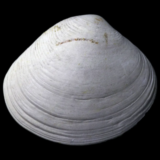 Meroena Semisulcata fossile de France