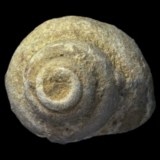 Athleta Spinosa fossile de Damery, Marne, France