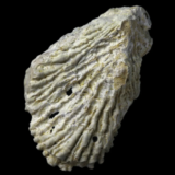 Ostrea multicostata fossile de France