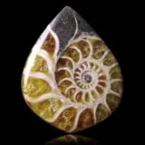 Ammonite polie