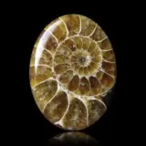 Ammonite polie