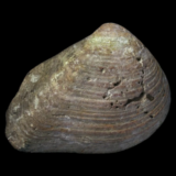 Meroena Semisulcata fossile de France